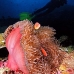 anemonefish_pink_mid_v_0705_png1296.jpg